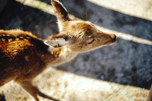 andantegrazioso:Enjoy the soft sunshine |    	染 	  	 						 			     