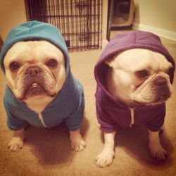 Omg I think I have developed a cutness obsession of little animals in hoodies aren&rsquo;t they just the cutes