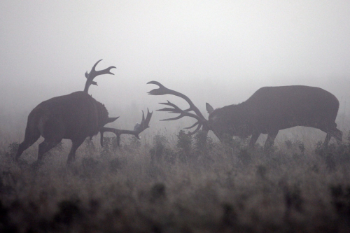 awkwardsituationist:  dan kitwood photographing the autumn rutting season in richmond park. additional photos via the atlantic. dan kitwood was previously featured here 