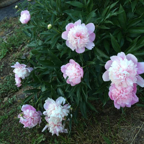 cloudygf:  my aunt grows such pretty flowers i want 2 live in one o: