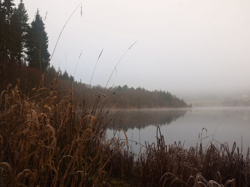 Northumberland Mist 1 by Paul Acarnley on Flickr.