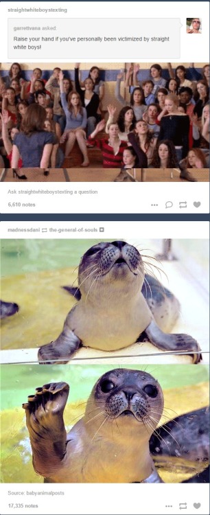 straightwhiteboystexting:  deadlylittlekate:Not a texting snapshot but I thought you might enjoy this funny little coincidence that happened on my dash. Even poor little seals are victimized by straight white boys smh (lol) 