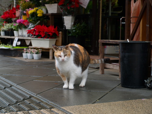 oino-namaeha:Flower Shop Owner