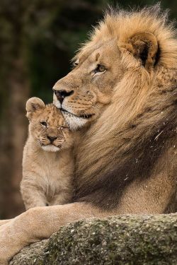 our-amazing-world:  Lions  (by old.gear Amazing World beautiful amazing  ✨