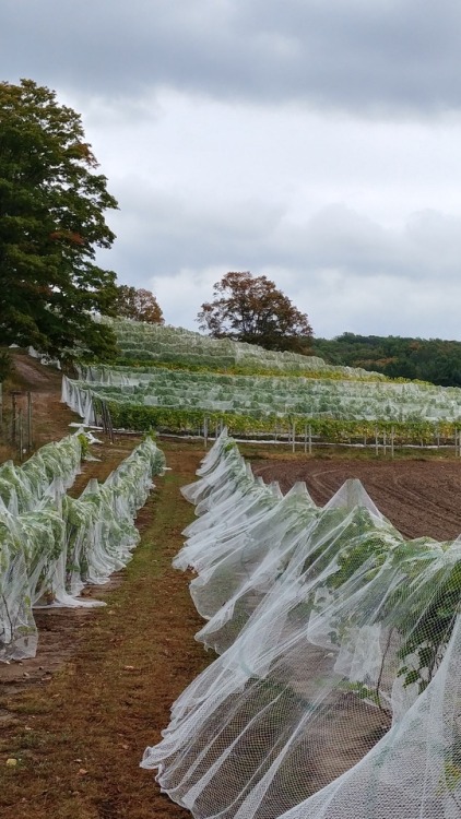 Pond Hill Farm along the tunnel of trees. They had these grapevines terraced, and on the other side 