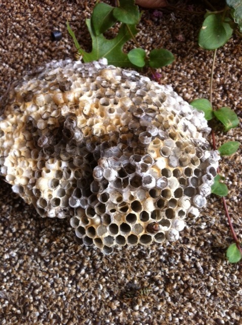 Porn Pics Just took out a huge wasp nest on my back