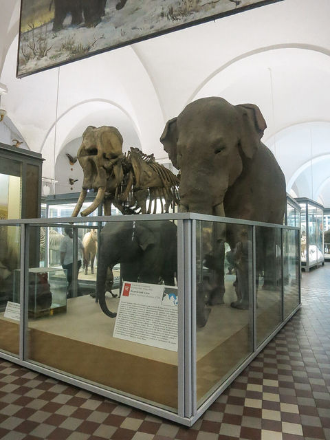 A lot of Animals in this Museum ; here the section of Mammut . at Зоологический музей РАН by Rune Alnervik on EyeEm