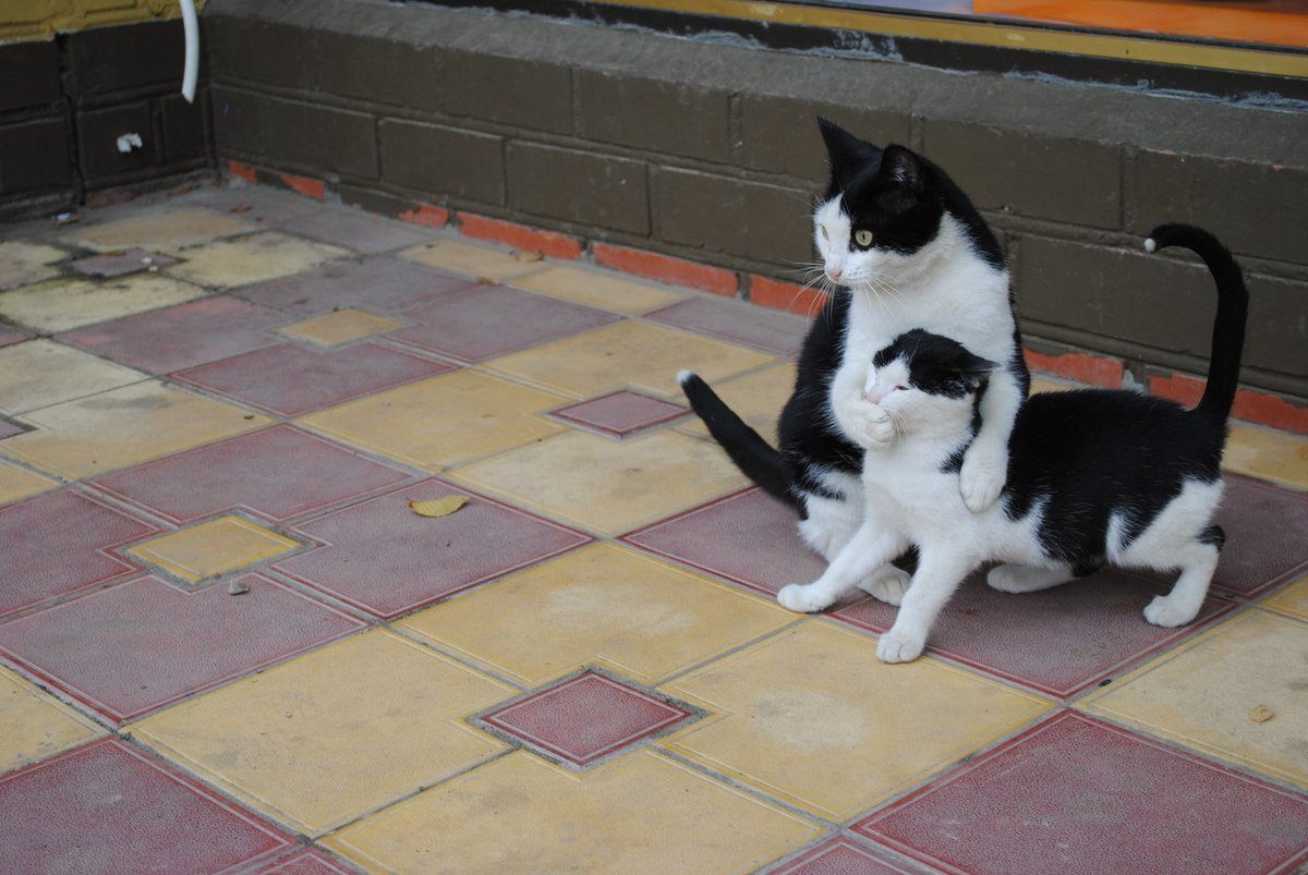 thefingerfuckingfemalefury:  awwcutepets:I’m terribly sorry, madam. I have absolutely
