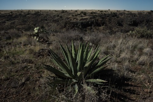 Pottery sherds all around this agave on Perry Mesa.