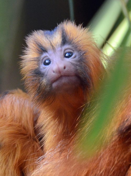 Tiny Orange Tamarin Twins Born at Santa Barbara ZooA pair of tiny orange Golden Lion Tamarins was bo