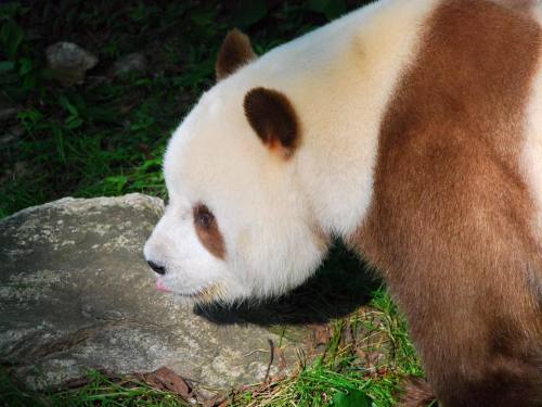 giantpandaphotos: Qi Zai, a rare brown and white giant panda, at Shaanxi Rare Wild Animals Rescuing 