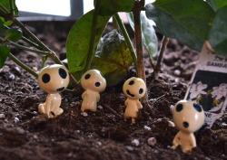 lithicdesign:  I have little kodama protecting my jasmine now. 