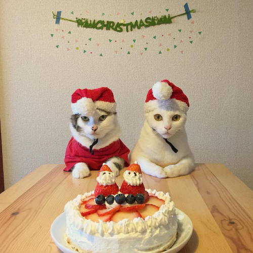 Curious Cats Love To Appraise Their Humans Culinary Skills