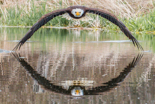 bunjywunjy: itscolossal: Bruce the Eagle Gets his 15 Minutes of Fame in a Symmetrical Glamour Shot b