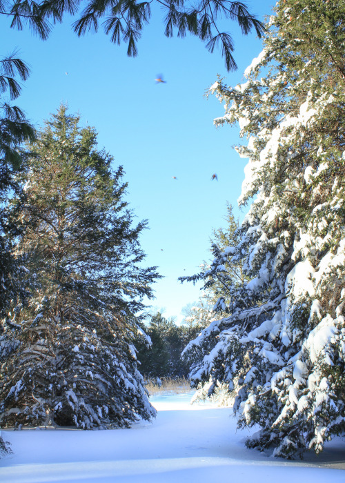 gardenmuse: Scenes from winter storm Jonas in our part of the world.   Snow fell for a sol