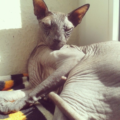okkvlt: Our old sir chilling the sun