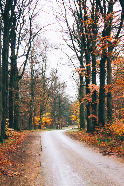 camerastamps:can’t wait for autumn | instagram