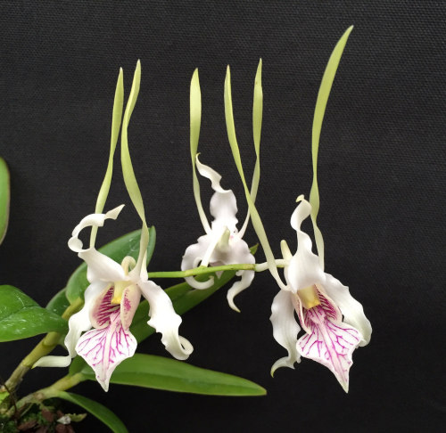  Dendrobium stratiotes.Orchidaceae: Dendrobiinae.By Orchids by Hausermann. [1] [2]