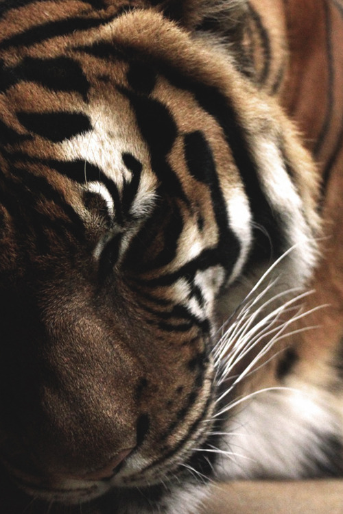 fine-luxury:    > Fine Luxury Blog  