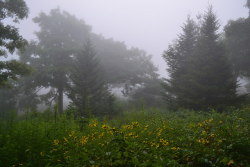 Fog and Flowers by cs_hammer on Flickr.