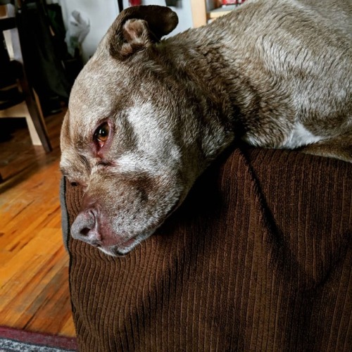 Post-bath feels #sobetrayed #rosieblog #velvethippo #hippocare (at Harlem)www.instagram.com