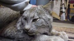 dawwwwfactory:  Lynxes are adorable Click