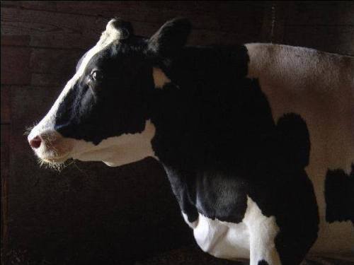 kady-xvx:This is Cassie at Maple Farm Sanctuary her story Is one I can personally relate to and this