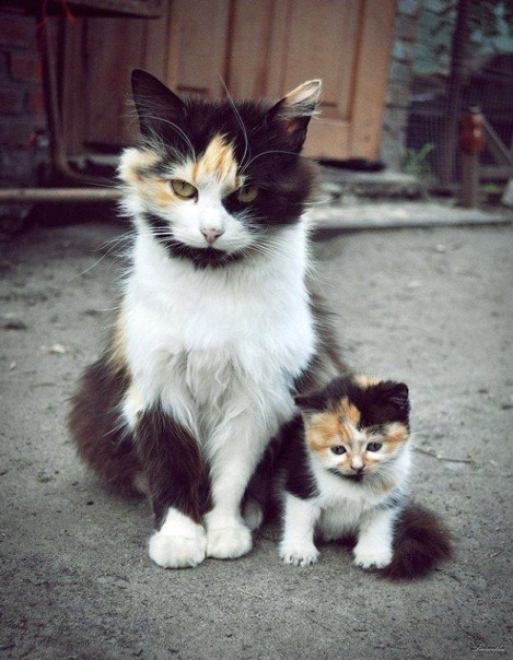 miss-midna:  moms &amp; kittens 