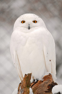 theicekingdom:  Winter snowy owl by Tambako