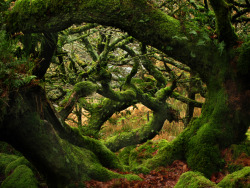 voiceofnature:  Wistman’s Wood by Howard Perks 