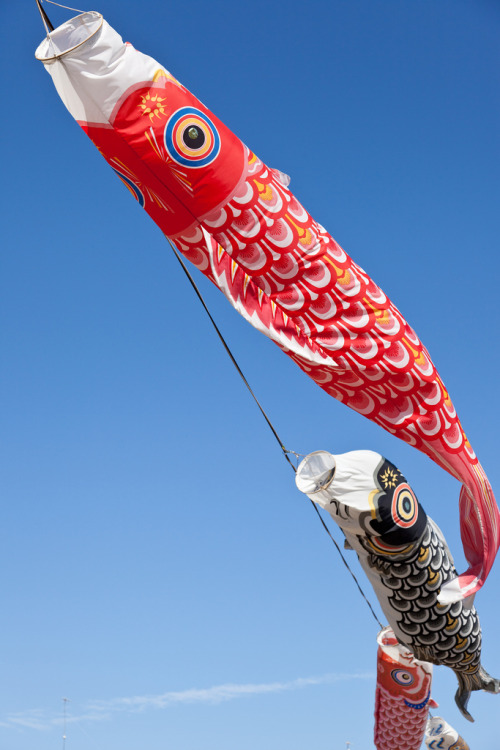 Carp streamer by Kenji Tashiro