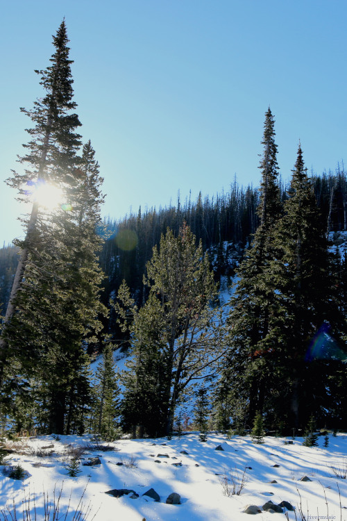 Sun Catchers: Conifers gleam near Sylvan Pass, Yellowstone National Park, Wyomingby riverwindphotogr