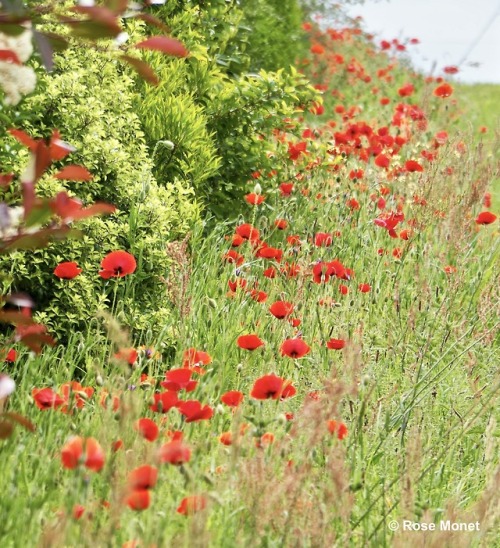 rosemonetphotos: Papaver rhoeas    CoquelicotCommon poppy, corn poppy, corn rose, fie