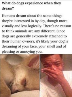 bestdogmemes:  😭