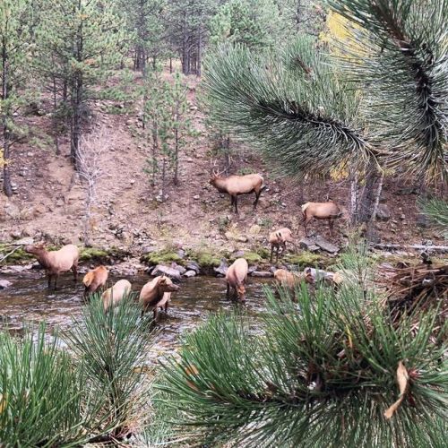 Family #elk #estespark #estesparkcolorado #fall (at Estes Park, Colorado)https://www.instagram.com