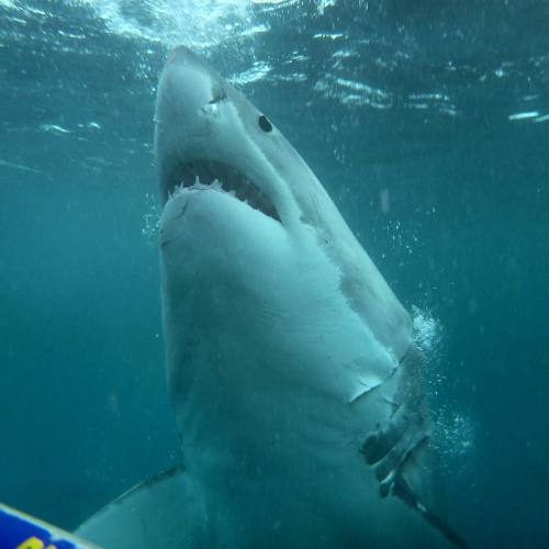 When a sharks comes up from below it is an impressive sight. It also is a good example of why they a