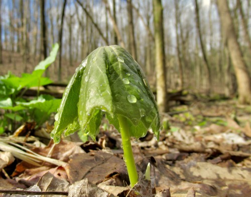 The mayapples are coming.