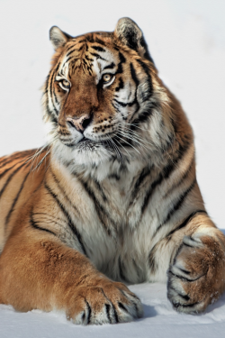 thelavishsociety:  Relaxed… by Paul Keates