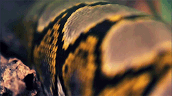 pythox: Reticulated Python.Malayopython reticulatus.