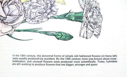Excerpt from Reader’s Digest Complete Book of the Garden, published 1967.