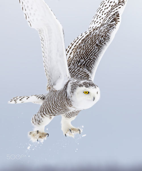 vurtual:Snowy Owl liftoff (by Jim Cumming)
