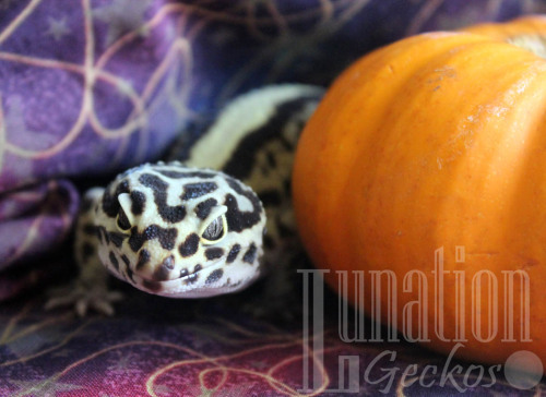 lunationgeckos: There are so many pumpkins at my house right now. 