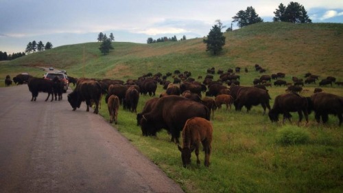 Rapid City, SD and the surrounding areas- On my way into Rapid City, I stopped for a quick look at D