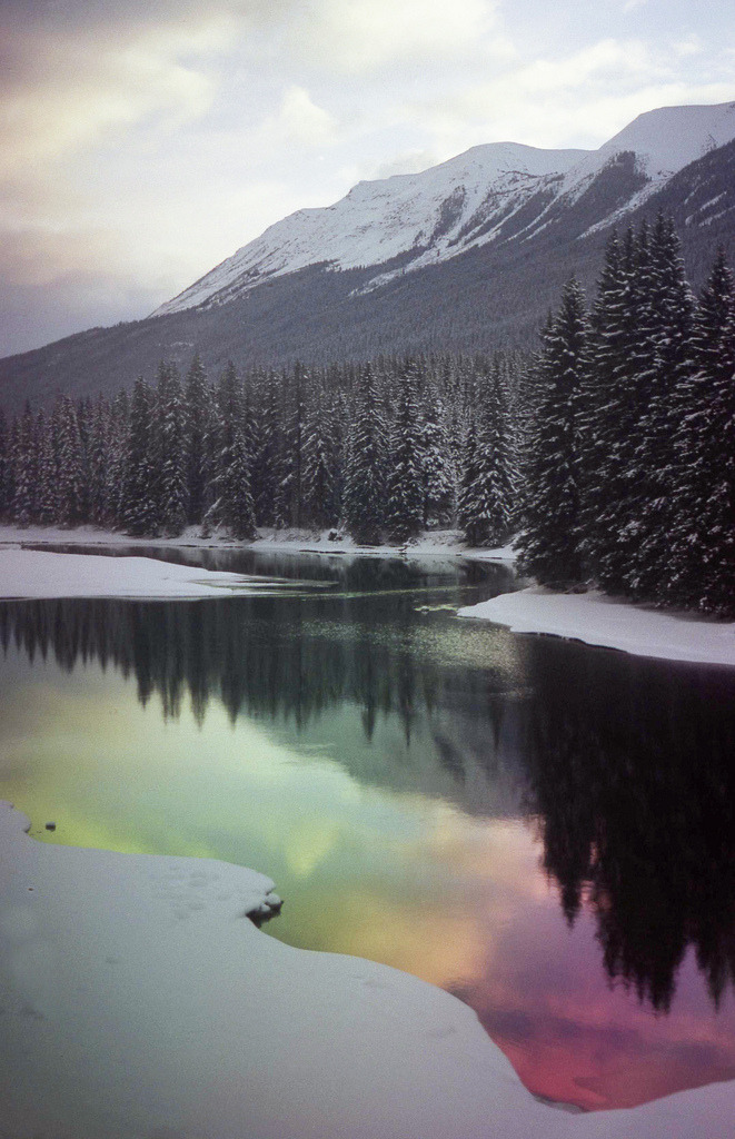 owakolf:  Nature Blog ▲