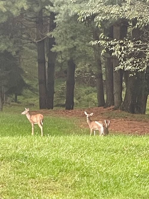 Fellow Deer In My Backyard!! I Love Seeing My Own Folk Enjoying My Little Space