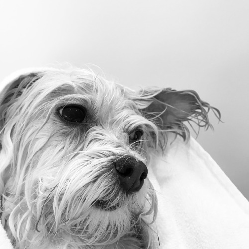 This is Mushu. Mushu loves sweet potatoes and short walks on covered patios. Mushu hates baths.