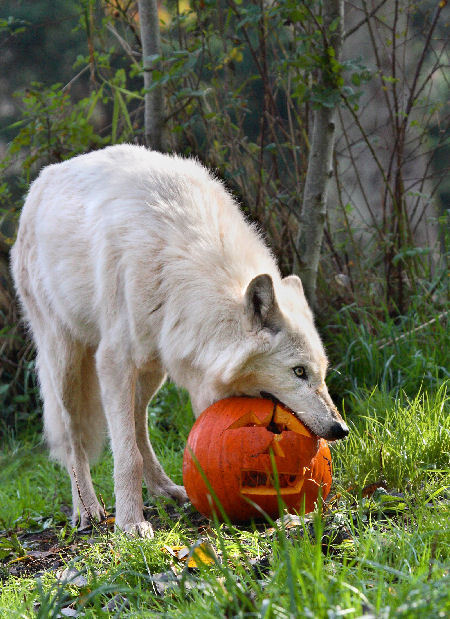 hey-there-little-red-riding-hood:  Happy Halloween!