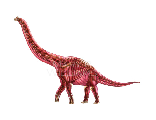 marywilliams:  My Brachiosaurus reconstructions. The musculature is based heavily off of our extant friend the giraffe. I’ll finish this series off with the skin—I’ll hopefully start and finish it today and have it up here sometime next week. :)