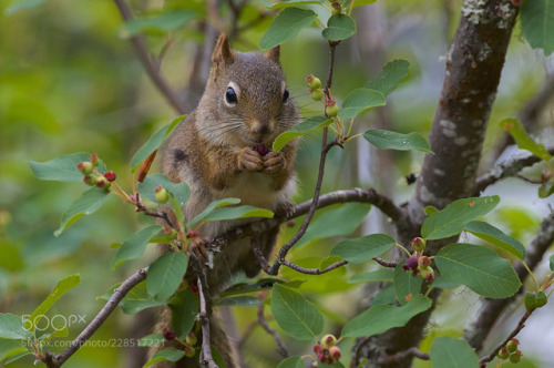 Berry Picker