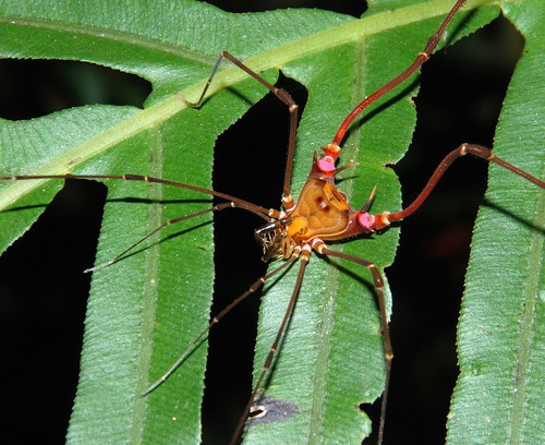 glumshoe:I have such a love for weird South American opiliones. These are harvestmen–also called dad